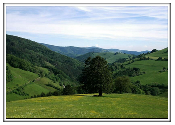 Wieden Weitblick